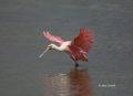 Roseate-Spoonbill;Spoonbill;Flight;Ajaia-ajaja;flight;One;one-animal;avifauna;bi